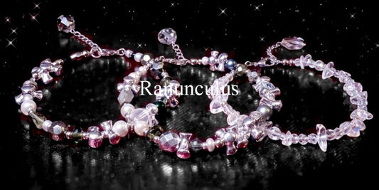 Ranunculus "STAR DUST" ②